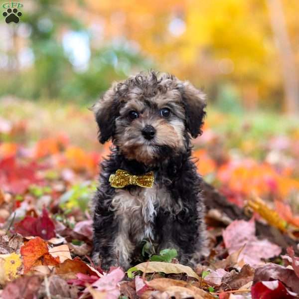 Oliver, Toy Poodle Puppy